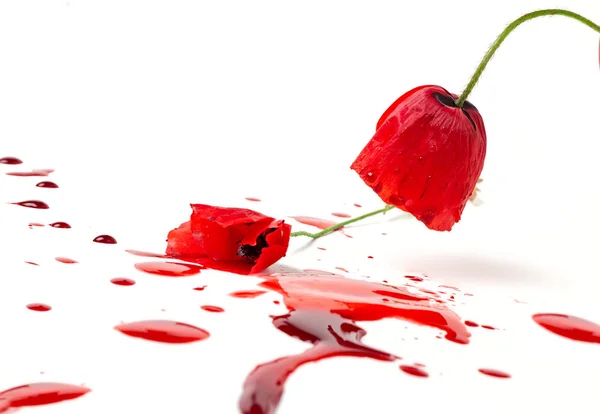Bunga poppy dan darah — Stok Foto