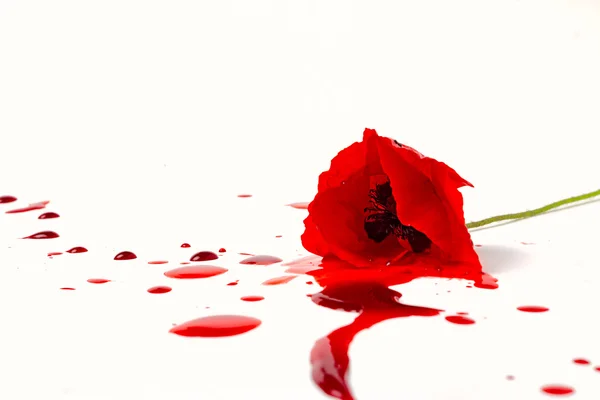 Poppy dengan darah — Stok Foto