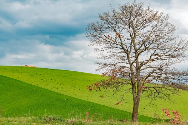 Pohon sendirian di hijau — Stok Foto