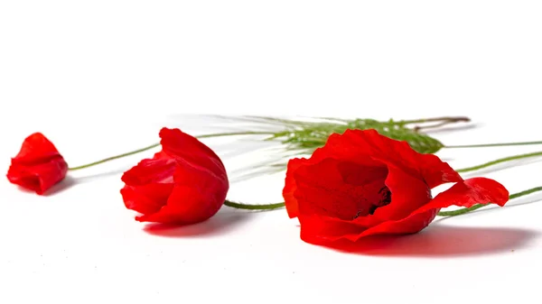 Tiga bunga poppy merah — Stok Foto