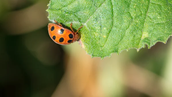 Ladybug on leaf — Stock Photo, Image