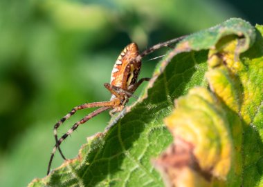 yaprak üzerinde Spider