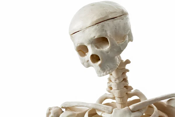 Spielzeug mit menschlichem Skelett — Stockfoto