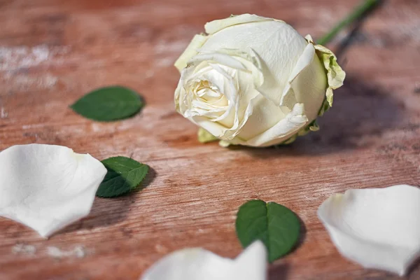Mawar putih di dasar kayu — Stok Foto