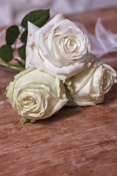 Mawar putih — Stok Foto
