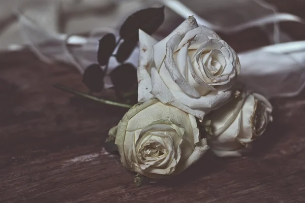 Mawar putih, dengan efek — Stok Foto