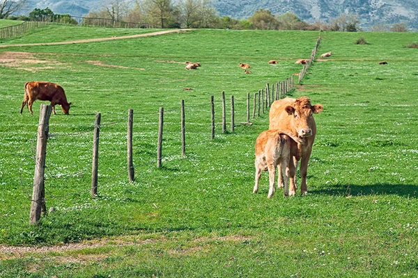 Padang rumput dengan sapi — Stok Foto