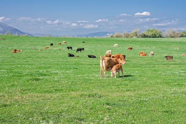 Padang rumput dengan sapi — Stok Foto