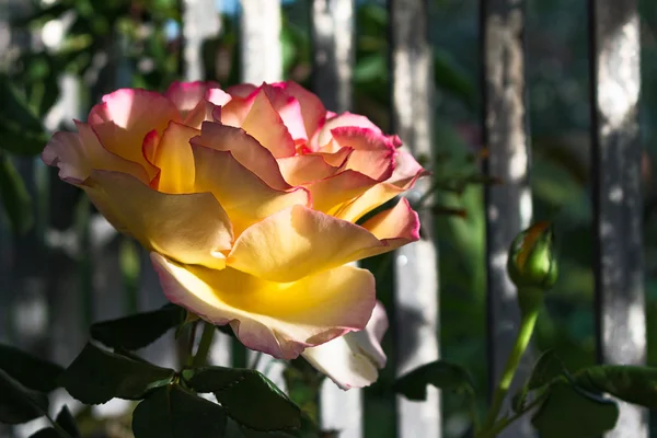 Rose wyrósł na wiosnę — Zdjęcie stockowe
