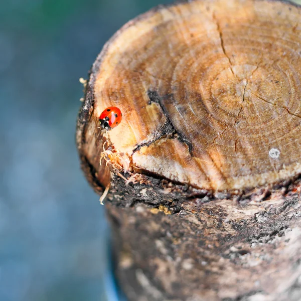 Ladybug on wood — Stock Photo, Image