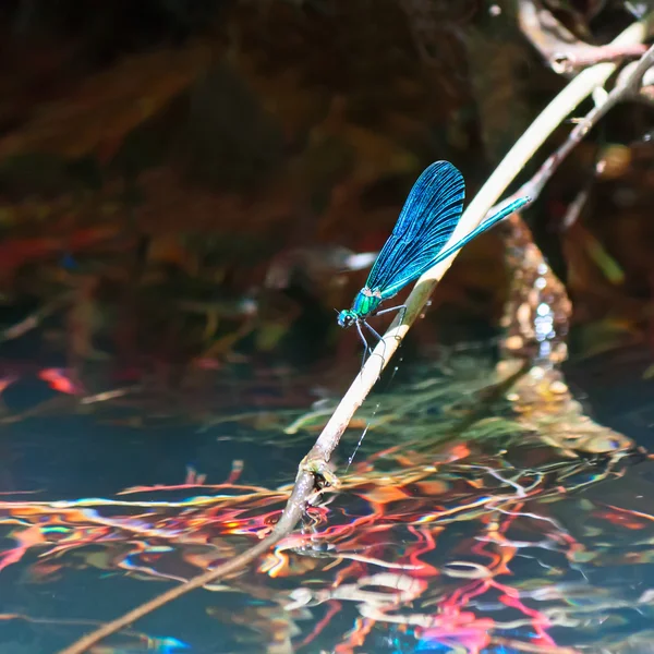 Dragonfly on water — Stock Photo, Image