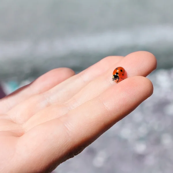 Ladybug di tangan Stok Gambar Bebas Royalti
