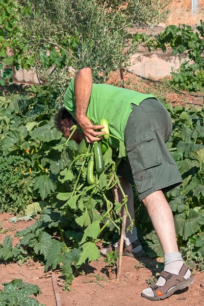 Manusia di kebun sayur — Stok Foto
