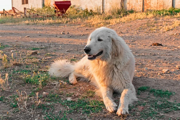 Maremma çoban köpeği
