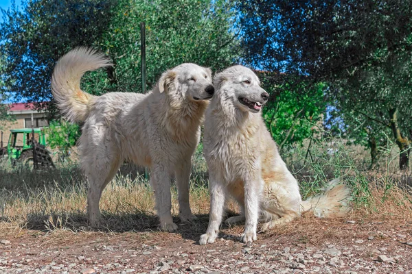 Foto dua anjing dari peternakan. Stok Gambar Bebas Royalti