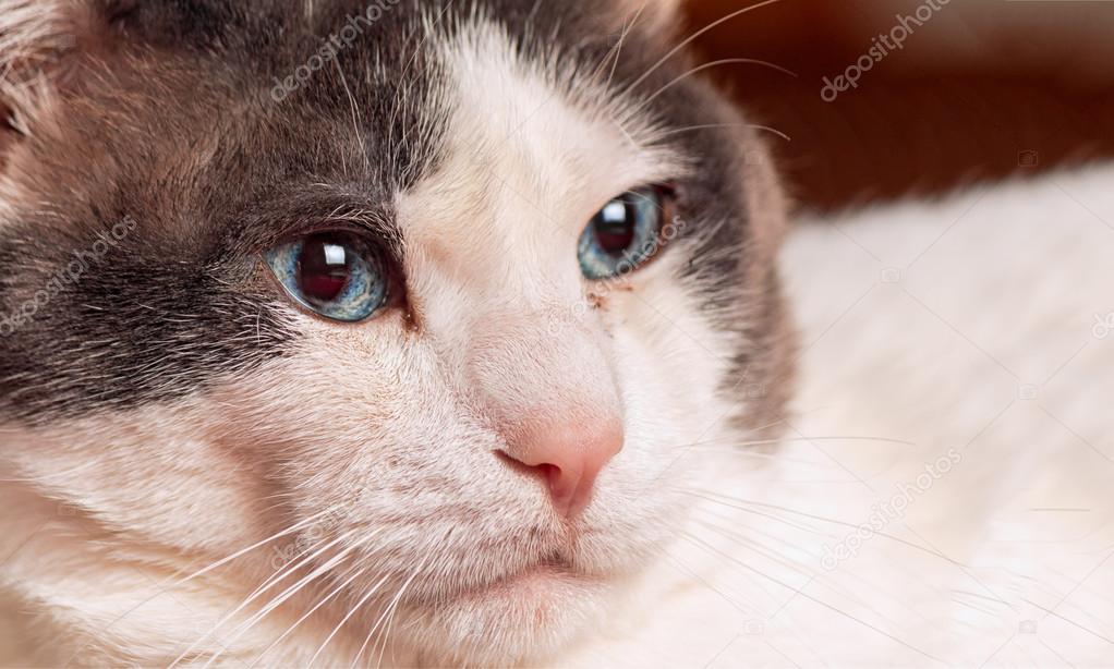 Weiße Katze Mit Blauen Augen Stockfoto Enzoart 96205682