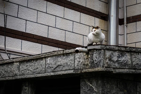 Gato Sentado Solo Junto Mezquita Gato Reposo Con Fondo Decorativo — Foto de Stock