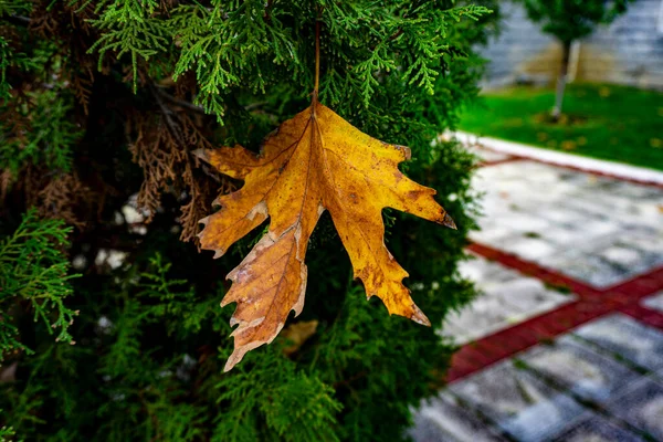 Fallen sycamore leaf on the green tree. Fallen leaf in autumn. Autumn at istanbul