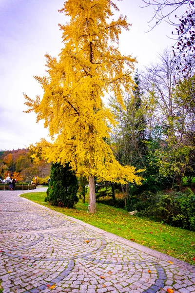 A yellow tree in Atatrk Arboretum. Autumn effects on the yellow tree. stanbul