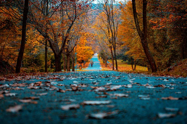 秋の森 アタック アルボレウム スタンブル — ストック写真