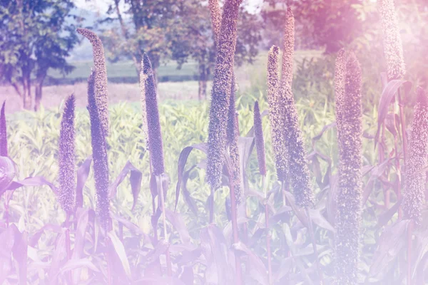 Vintage tarzı çiçek