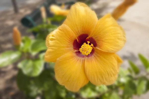 Sarı beyaz arka planda Çince gül izole kapatmak