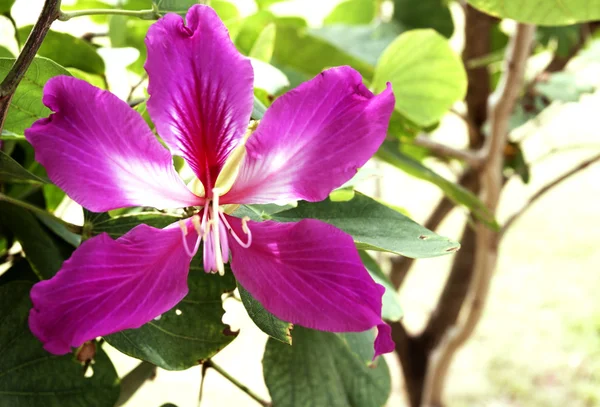 クローズ アップ ピンクの蘭の花の木 — ストック写真