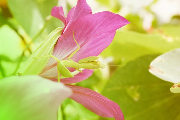 クローズ アップ ピンクの蘭の花の木 — ストック写真