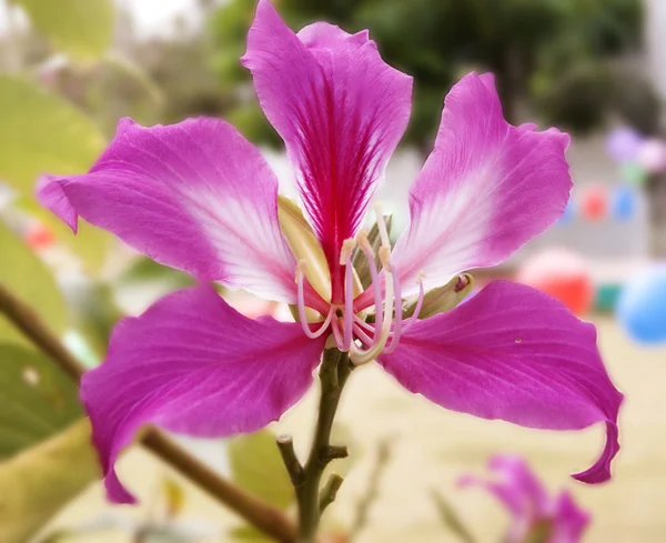 Pembe orkide ağaca kapatın 