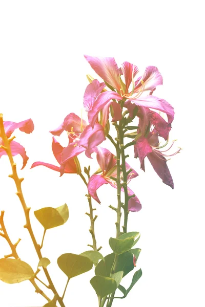 Pembe orkide ağaca kapatın 