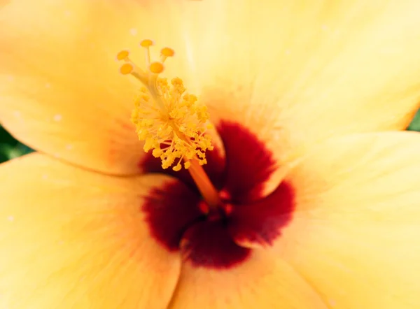 Çin gül polen kapatın 