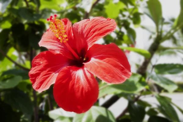 Çin gül polen kapatın 