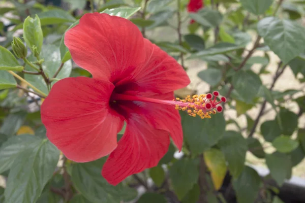 Çin gül polen kapatın 