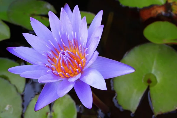 Buda için Lotus çiçeği