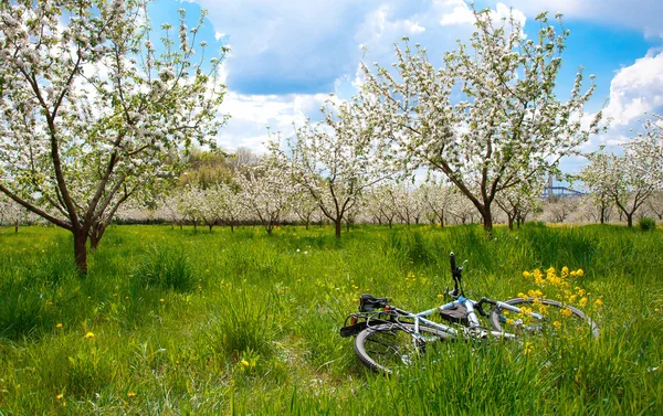 Bloeiende appelbomen — Stockfoto