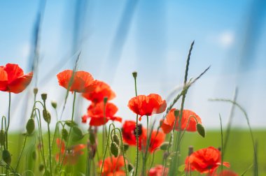 kırmızı gelincik çiçekleri