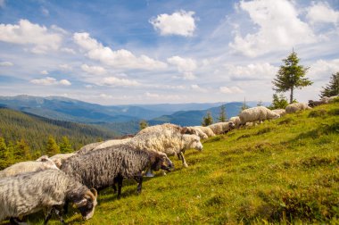 Tepelerde koyun sürüsü