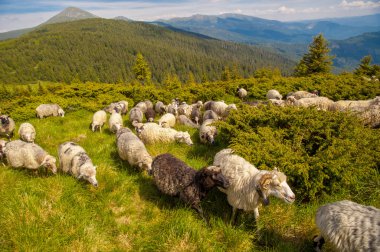 Tepelerde koyun sürüsü