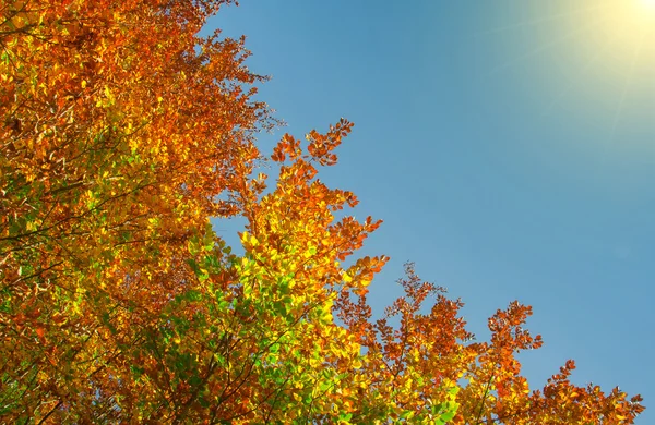 Hojas de otoño colorido — Foto de Stock