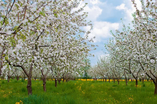 Blommande äppelträd — Stockfoto