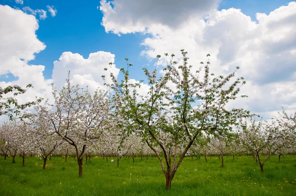 Bloeiende appelbomen — Stockfoto