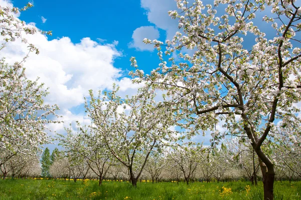 Blommande äppelträd — Stockfoto