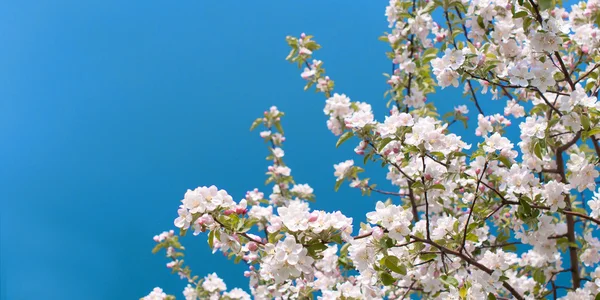 Blossoming Apple Trees — Stock Photo, Image