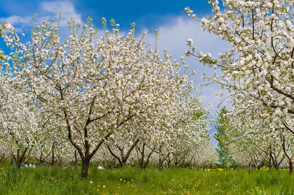 Blossoming Apple Trees — Stock Photo, Image