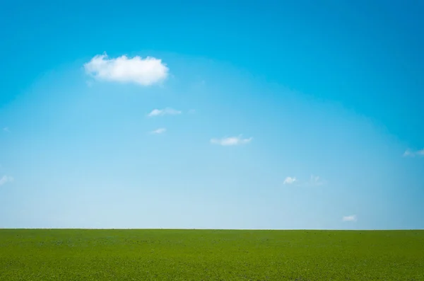 Pole i błękitne niebo — Zdjęcie stockowe