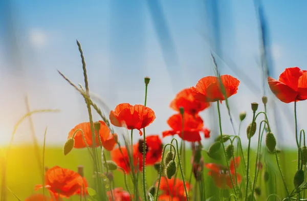 Fiori di papavero rosso — Foto Stock