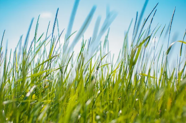 Frisches grünes Gras — Stockfoto