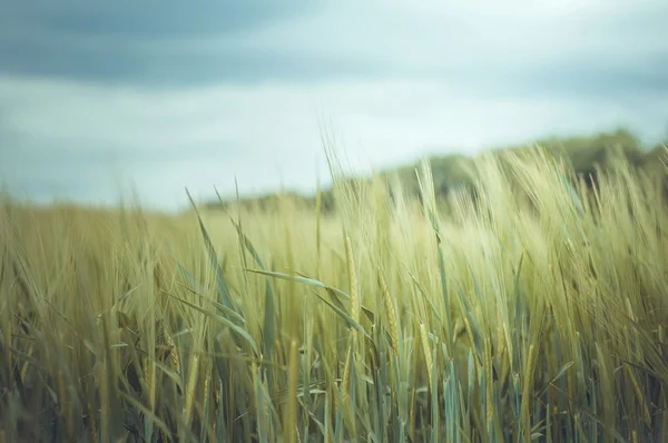 Campo di grano giovane — Foto Stock