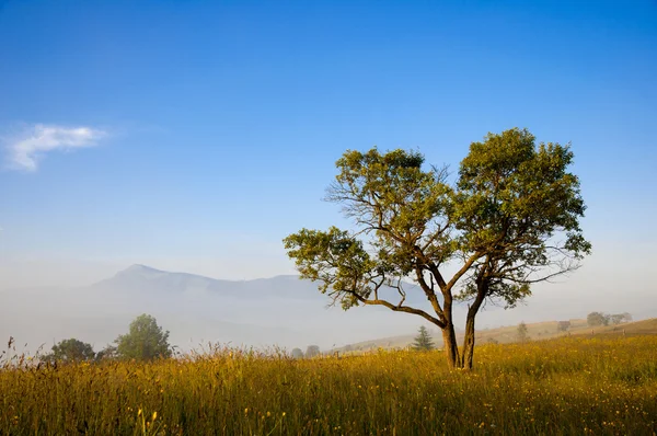 Tree in early morning — Stock Photo, Image
