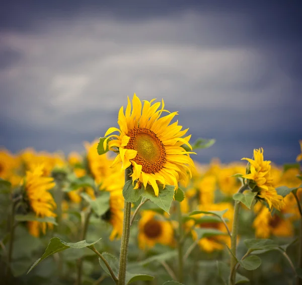 Sarı ayçiçekleri alanı